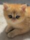 British Shorthair Cats for sale in Belchertown, MA 01007, USA. price: NA