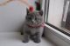 British Shorthair Cats for sale in Cornelia St, New York, NY 10014, USA. price: $350