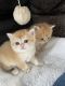British Shorthair Cats for sale in Bergenfield, NJ, USA. price: NA