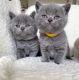 British Shorthair Cats for sale in Manila, Metro Manila, Philippines. price: 10000 PHP