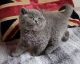 British Shorthair Cats for sale in Tarrytown, NY, USA. price: $400