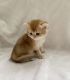 British Shorthair Cats for sale in Brooklyn, NY, USA. price: $1,800