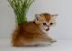 British Shorthair Cats for sale in Goldendale, WA 98620, USA. price: NA