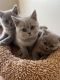 British Shorthair Cats for sale in Gurnee, IL, USA. price: $600