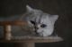 British Shorthair Cats for sale in Manhattan, New York, NY, USA. price: NA