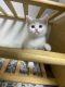 British Shorthair Cats for sale in Brooklyn, NY, USA. price: $750