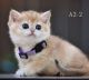 British Shorthair Cats for sale in Rancho Cordova, CA, USA. price: NA