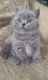 British Shorthair Cats for sale in Renton, WA, USA. price: NA