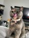 British Shorthair Cats for sale in Duluth, GA, USA. price: NA
