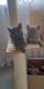 British Shorthair Cats for sale in New York, NY, USA. price: $500