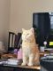 British Shorthair Cats for sale in Flushing, Queens, NY, USA. price: NA