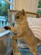 British Shorthair Cats for sale in Gainesville, VA 20155, USA. price: $1,250