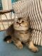 British Shorthair Cats for sale in Gainesville, VA 20155, USA. price: $1,550