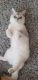 British Shorthair Cats for sale in St. Louis, MO, USA. price: $700