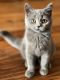 British Shorthair Cats for sale in Brooklyn, NY, USA. price: $1,400