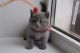 British Shorthair Cats for sale in California City, CA, USA. price: $400