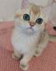 British Shorthair Cats for sale in Buena Park, CA, USA. price: $1,500