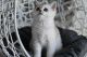 British Shorthair Cats for sale in Palm Beach, FL, USA. price: $650