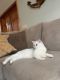British Shorthair Cats for sale in Flagler Beach, FL 32136, USA. price: NA