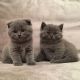 British Shorthair Cats for sale in New York, NY, USA. price: $300