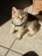 British Shorthair Cats for sale in Lancaster, PA, USA. price: NA