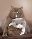 British Shorthair Cats for sale in Washington, DC, USA. price: $700