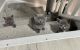 British Shorthair Cats for sale in Floral City, FL 34436, USA. price: NA