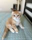 British Shorthair Cats for sale in Carolina Beach, NC 28428, USA. price: NA