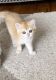 British Shorthair Cats for sale in Bergenfield, NJ, USA. price: $850