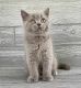 British Shorthair Cats for sale in Raleigh, NC, USA. price: NA