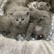 British Shorthair Cats for sale in Edmonds Ave NE, Renton, WA 98056, USA. price: NA