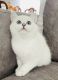 British Shorthair Cats for sale in Boston, MA, USA. price: NA