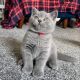British Shorthair Cats for sale in Los Angeles, CA, USA. price: $600