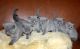 British Shorthair Cats for sale in Trenton, NJ, USA. price: $405