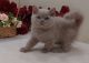 British Shorthair Cats for sale in Davie, FL, USA. price: $2,750