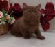 British Shorthair Cats for sale in Davie, FL, USA. price: $2,750