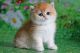 British Shorthair Cats for sale in Davie, FL, USA. price: $2,500