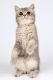British Shorthair Cats for sale in Davie, FL, USA. price: $2,000
