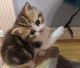 British Shorthair Cats for sale in Camano, WA, USA. price: NA