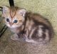 British Shorthair Cats for sale in Camano, WA, USA. price: NA