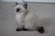 British Shorthair Cats for sale in Cumming, GA, USA. price: $1,200