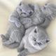 British Shorthair Cats for sale in Florida City, FL, USA. price: $400