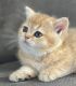 British Shorthair Cats for sale in Newburyport, MA 01950, USA. price: $2,200