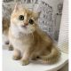 British Shorthair Cats for sale in Manorville, NY 11949, USA. price: $1,800