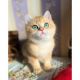 British Shorthair Cats for sale in Manorville, NY 11949, USA. price: $2,100