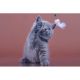 British Shorthair Cats for sale in Manorville, NY 11949, USA. price: $1,800