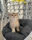 British Shorthair Cats for sale in Palm Beach, FL, USA. price: $750