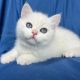 British Shorthair Cats for sale in Los Angeles, CA, USA. price: $1,800