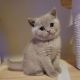 British Shorthair Cats for sale in San Jose, CA, USA. price: $800