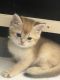 British Shorthair Cats for sale in 16206 E Phillips Dr, Englewood, CO 80112, USA. price: $2,000